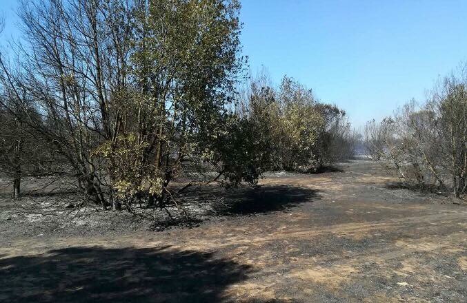 Le prime immagini del dopo incendio che ha devastato la pineta di Castelfusano a Ostia